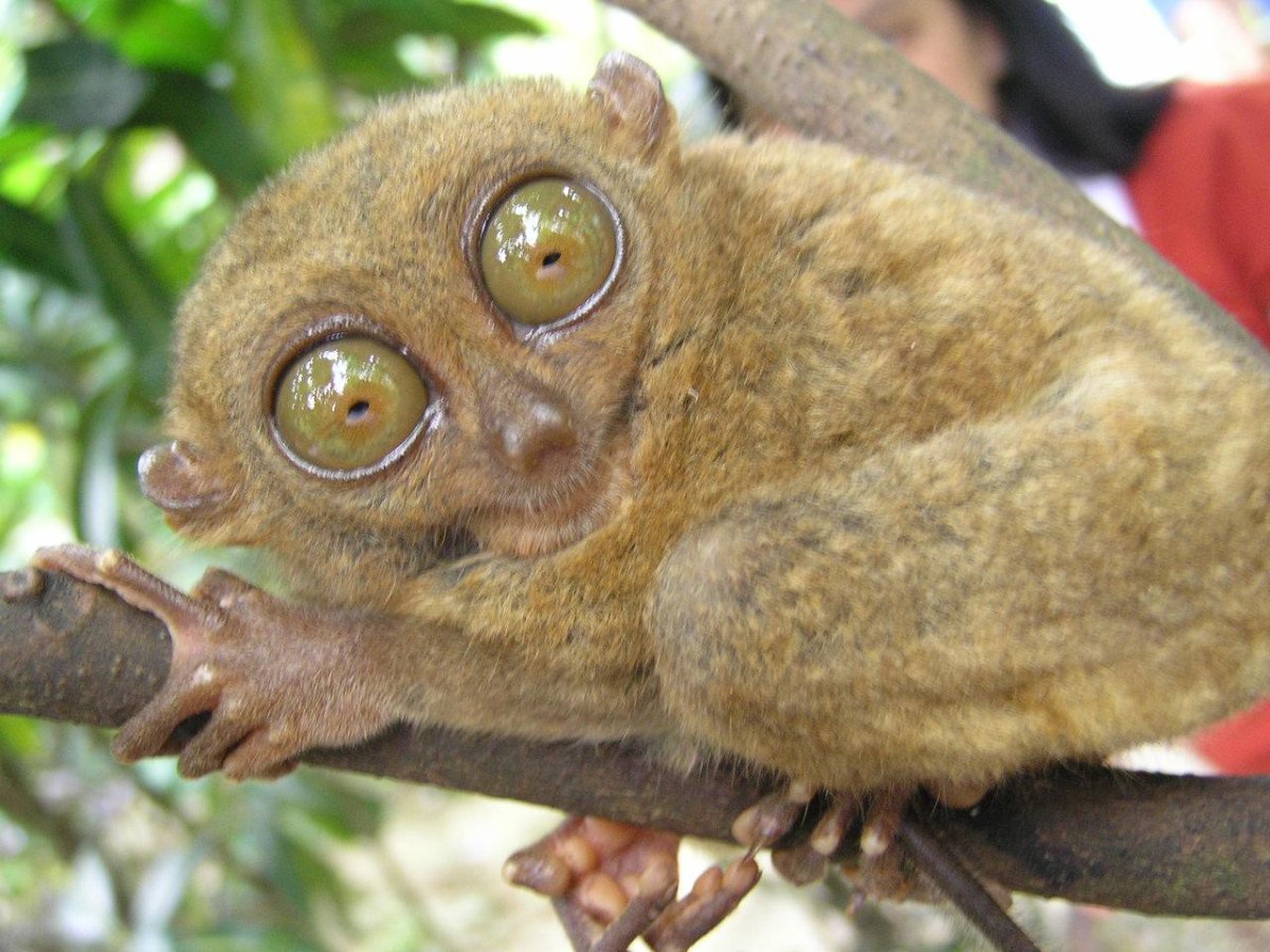 Долгопят Диана