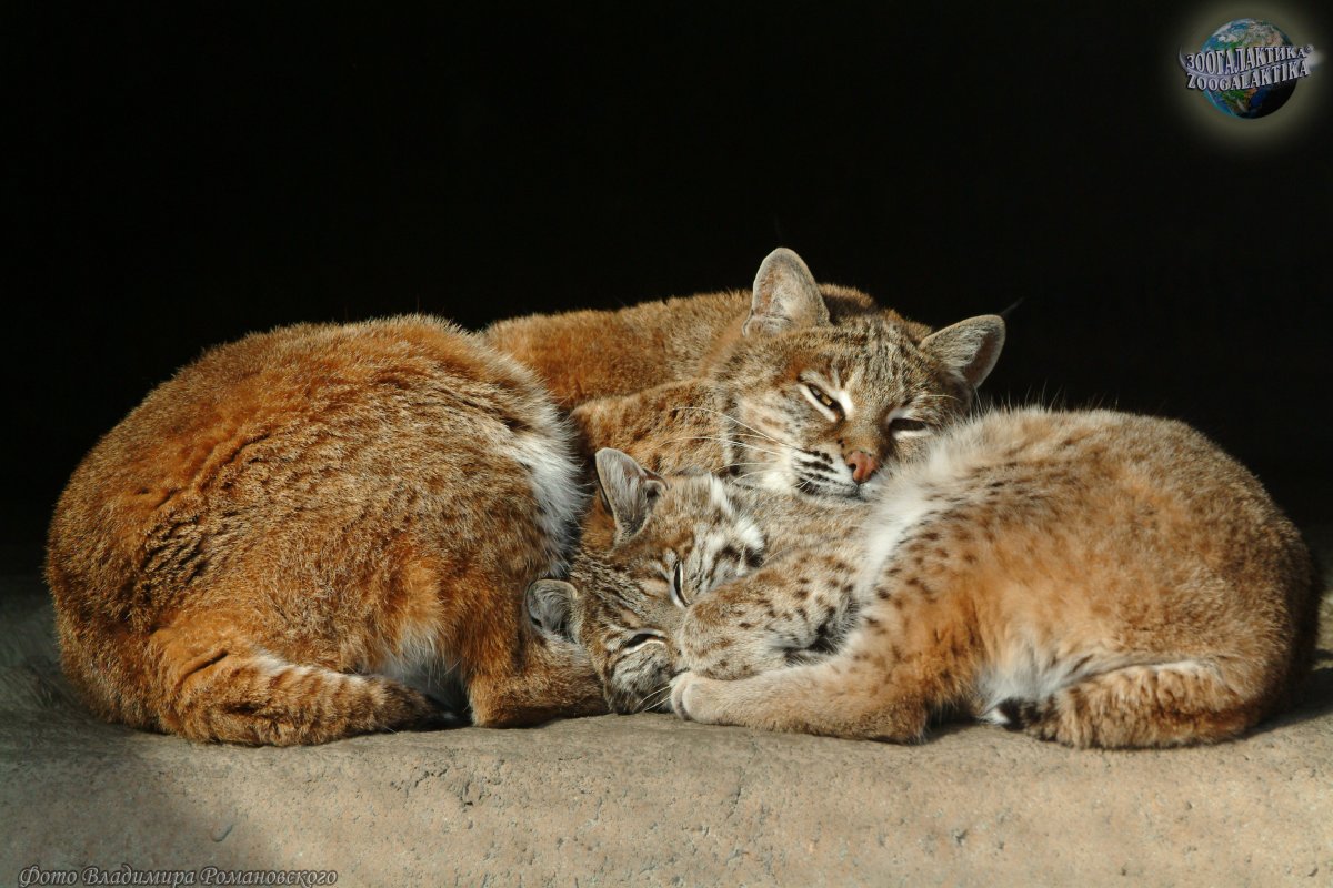 Бобкэт Аризона