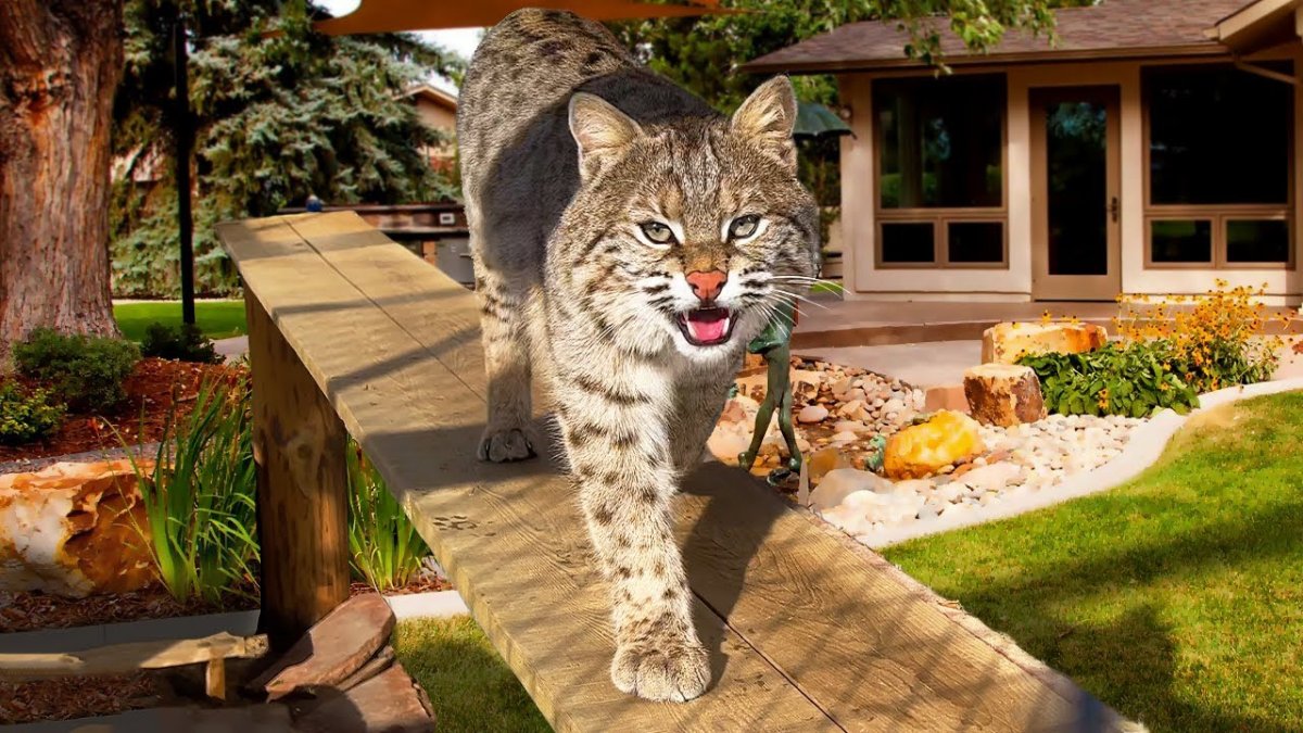 Бобкэт Рысь домашняя