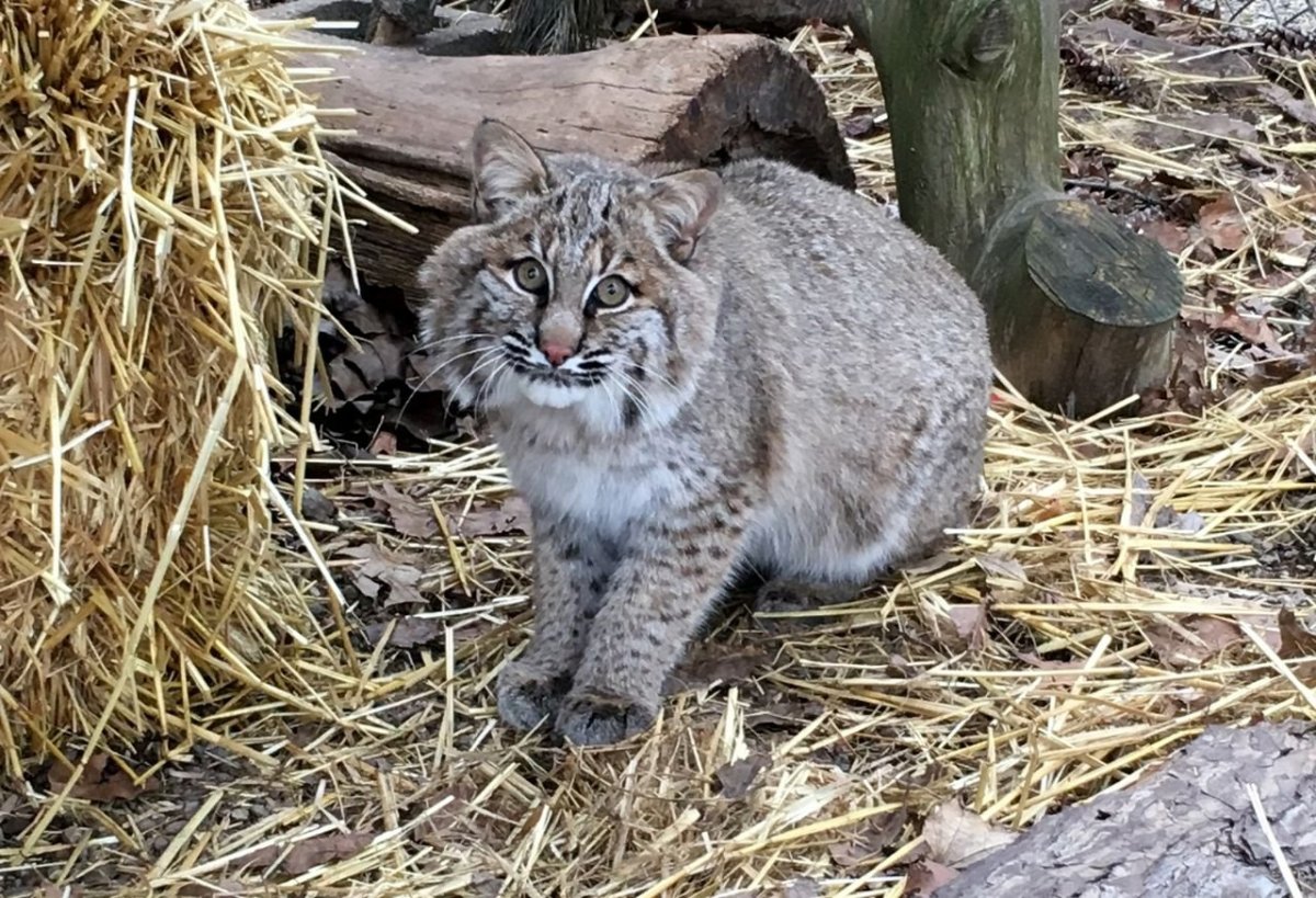 Евразийская Рысь