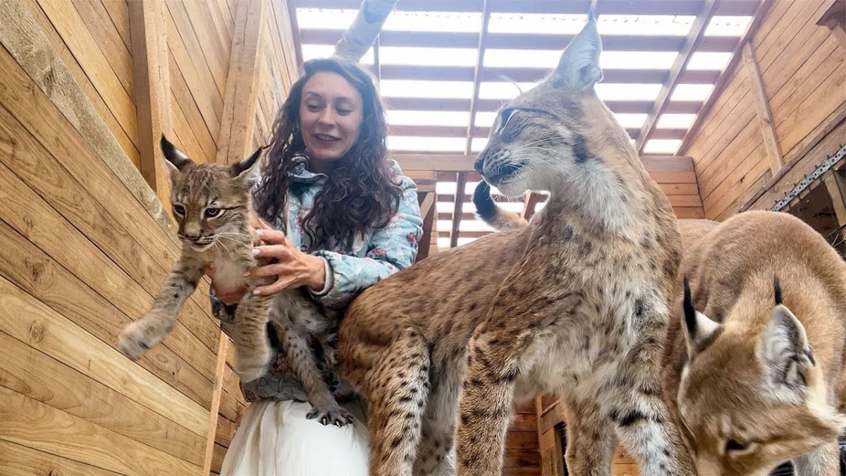 Бобкэт Рысь