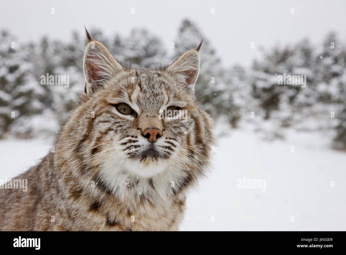 Бобкэт Рысь