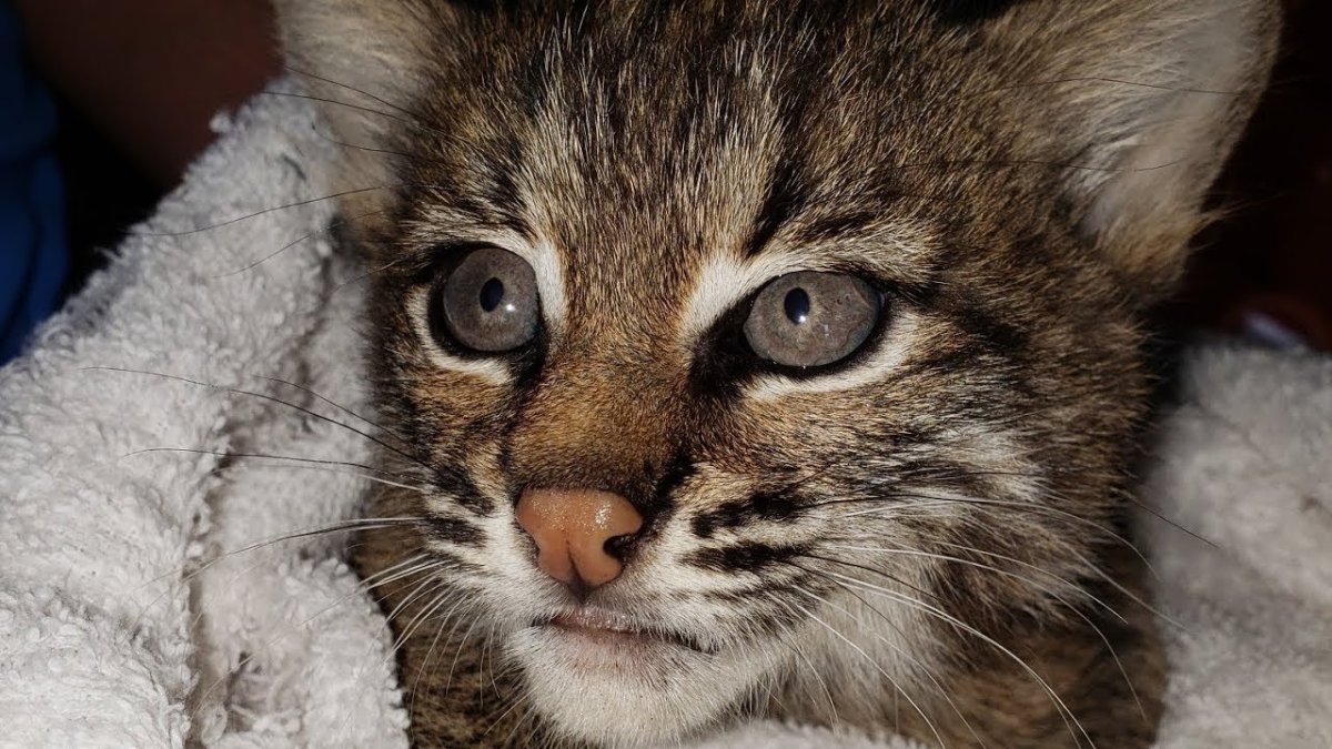 Гибрид кошки и рыси