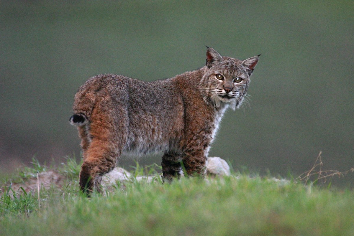 Бобкэт купить котенка