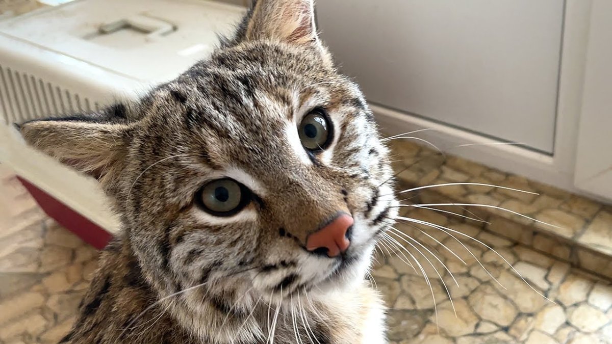 Кот породы Бобкэт