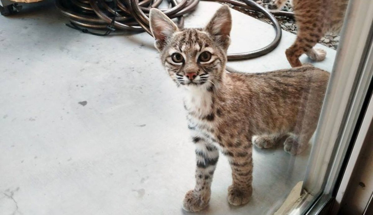 Красная Рысь в Московском зоопарке