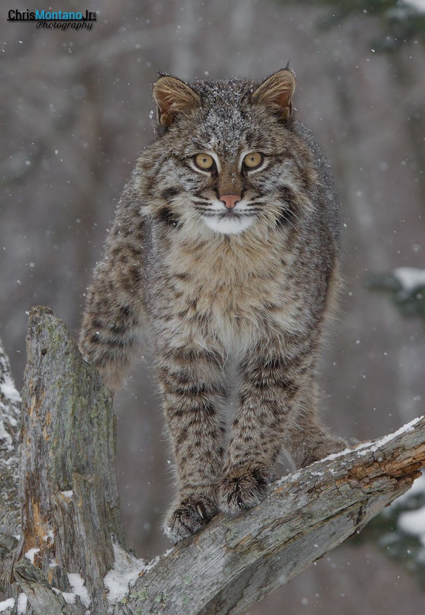 Панели Рысь серая