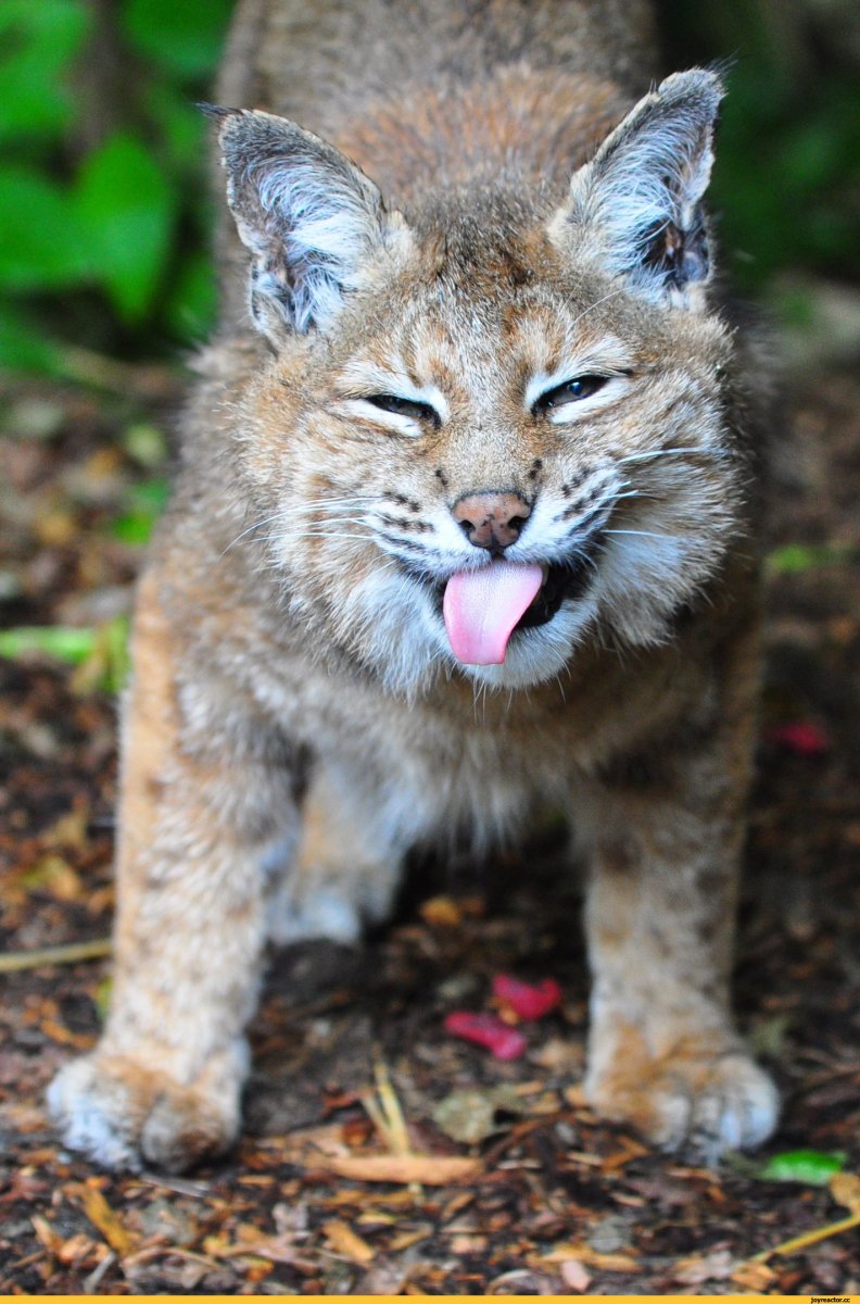 Енотовидная кошка Российская