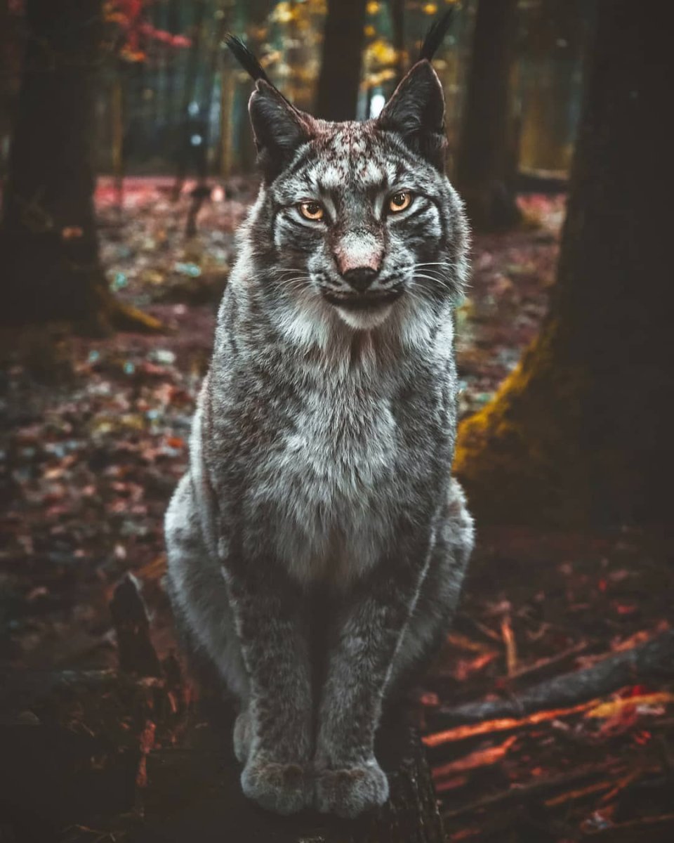 Дикая черноногая кошка фото