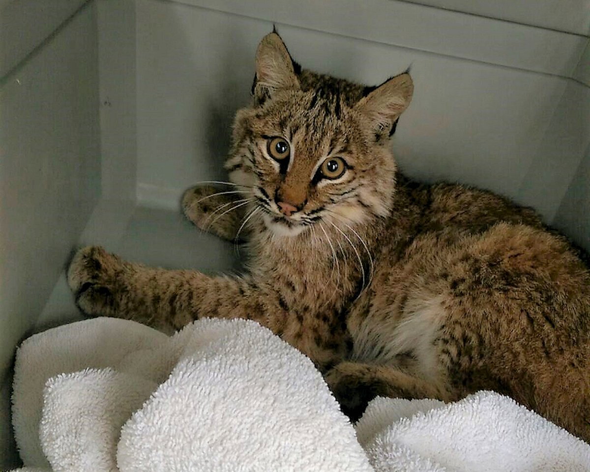 Бобкэт кошка