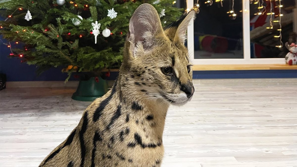 Енот в доме