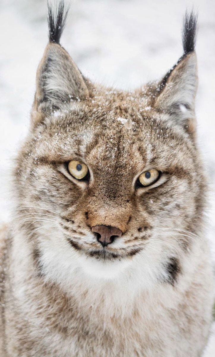 Котята бобкеты фото