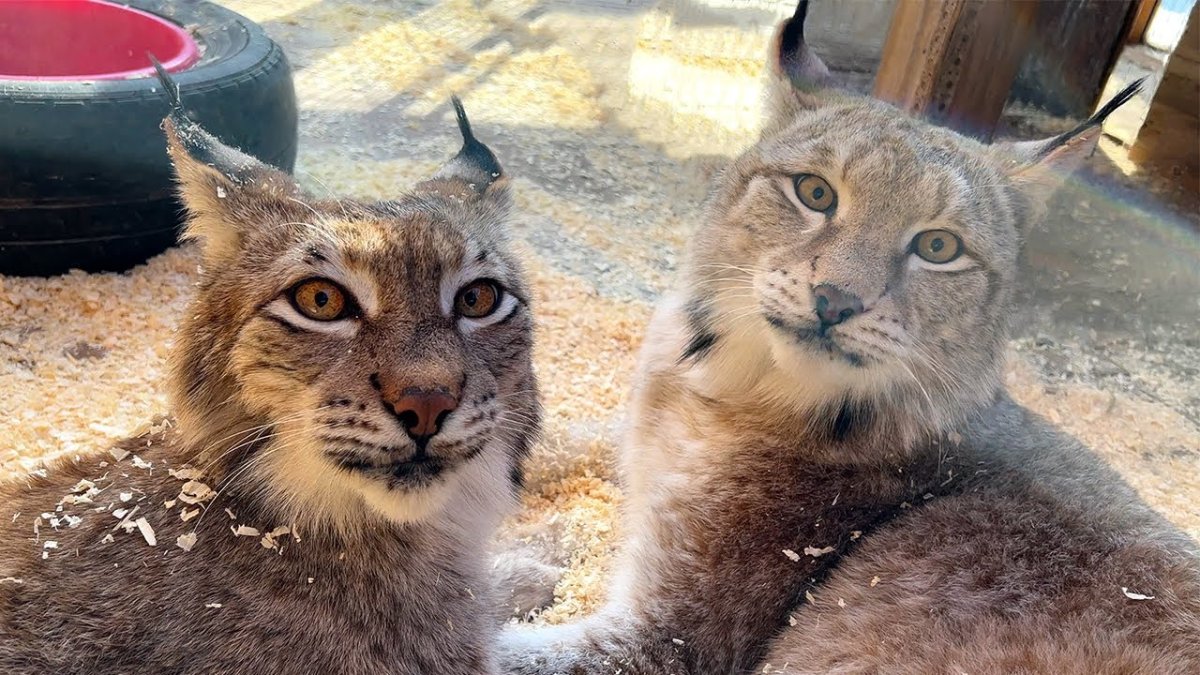 Магическая Рысь