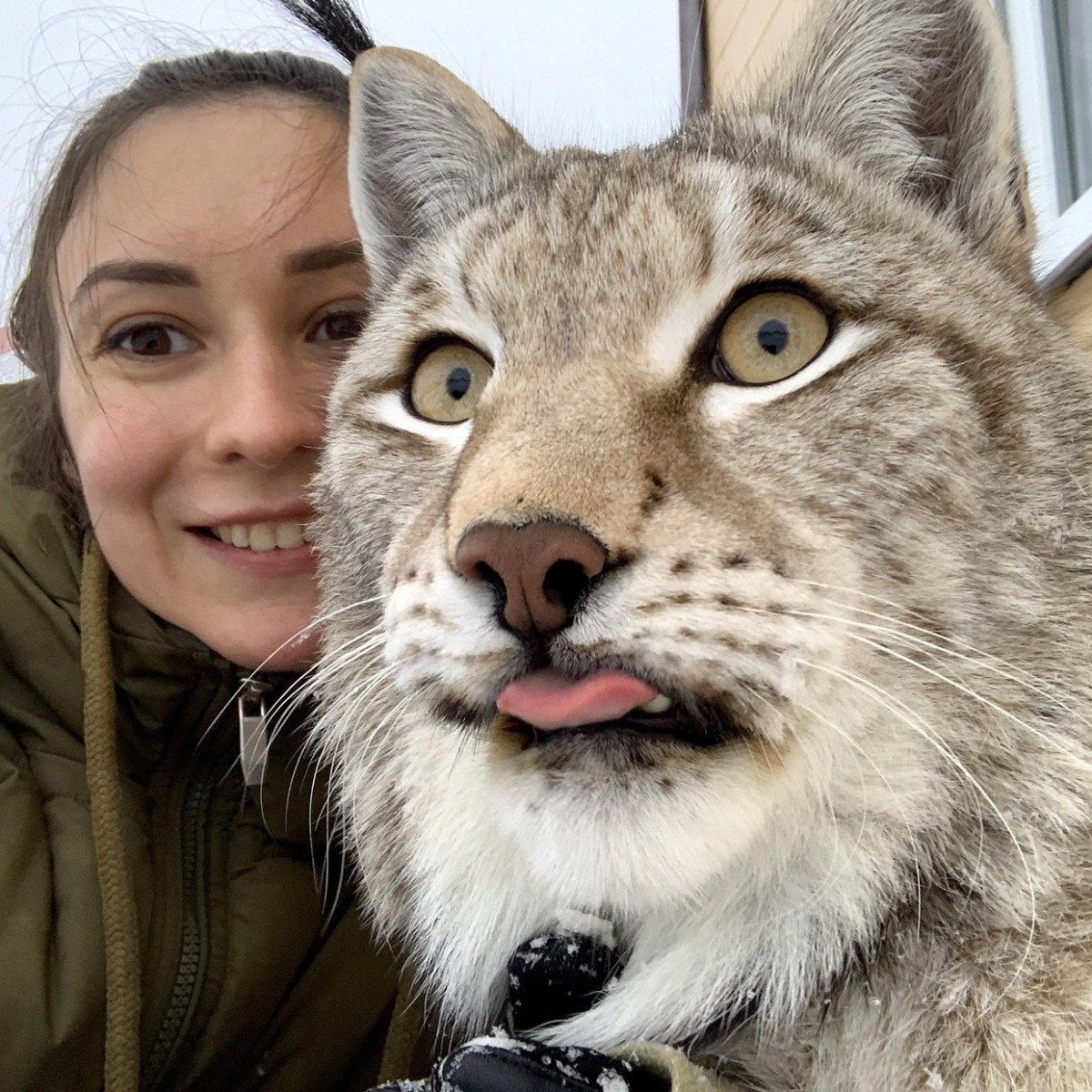 Бобкэт ТВ рыси