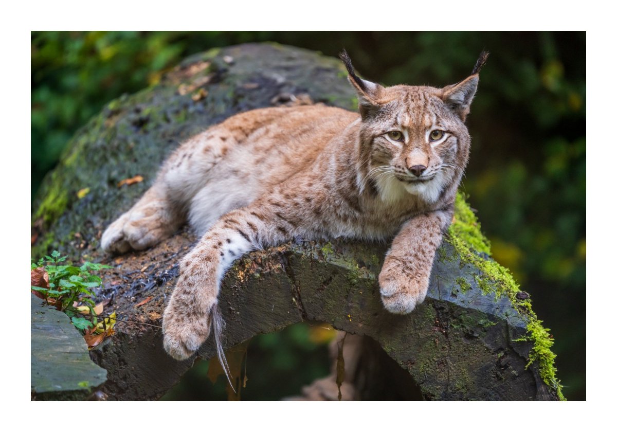 Рысь Детеныши рысята