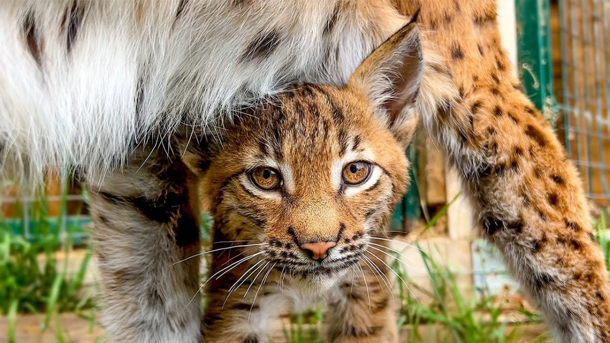 Бобкэт Рысь домашняя