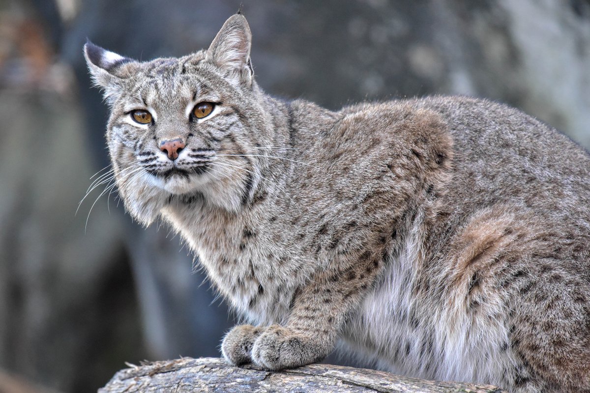 Bobcat Яша