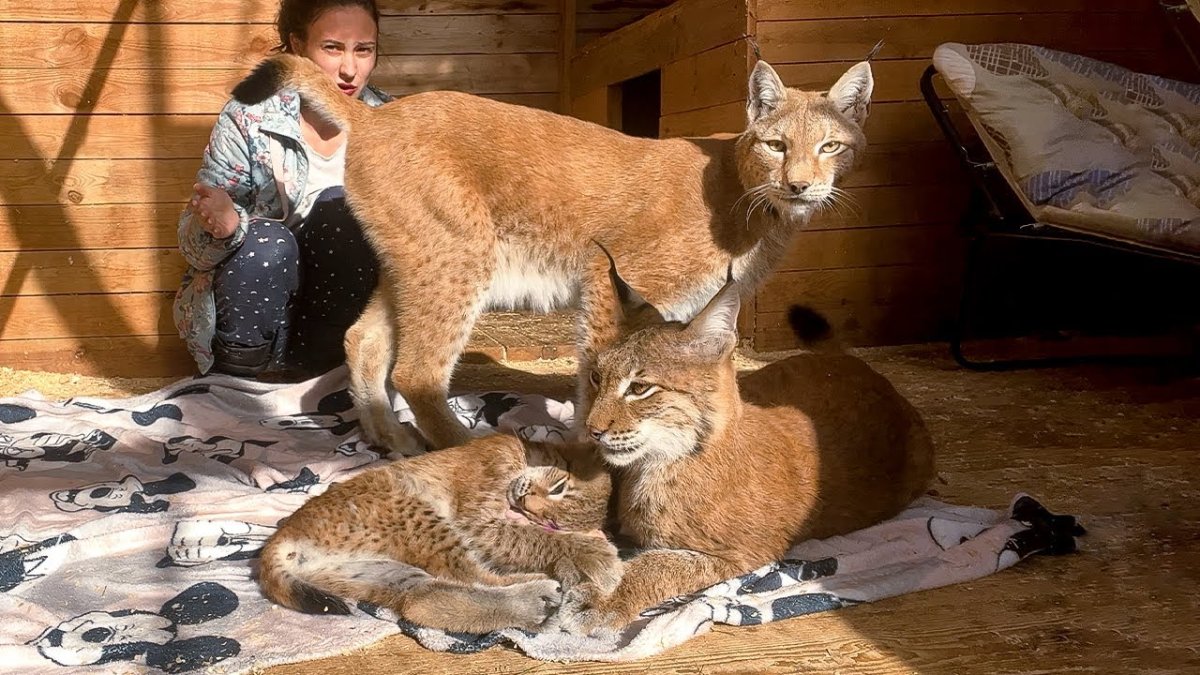 Сервал и Рысь