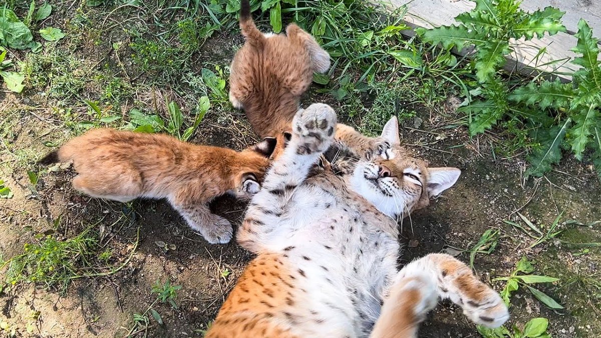 Бобкэт Рысь домашняя