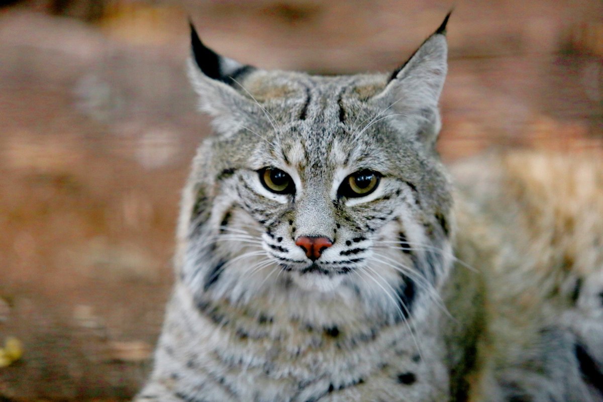 "Native to North America the Bobcat sometimes Called Wildcat"