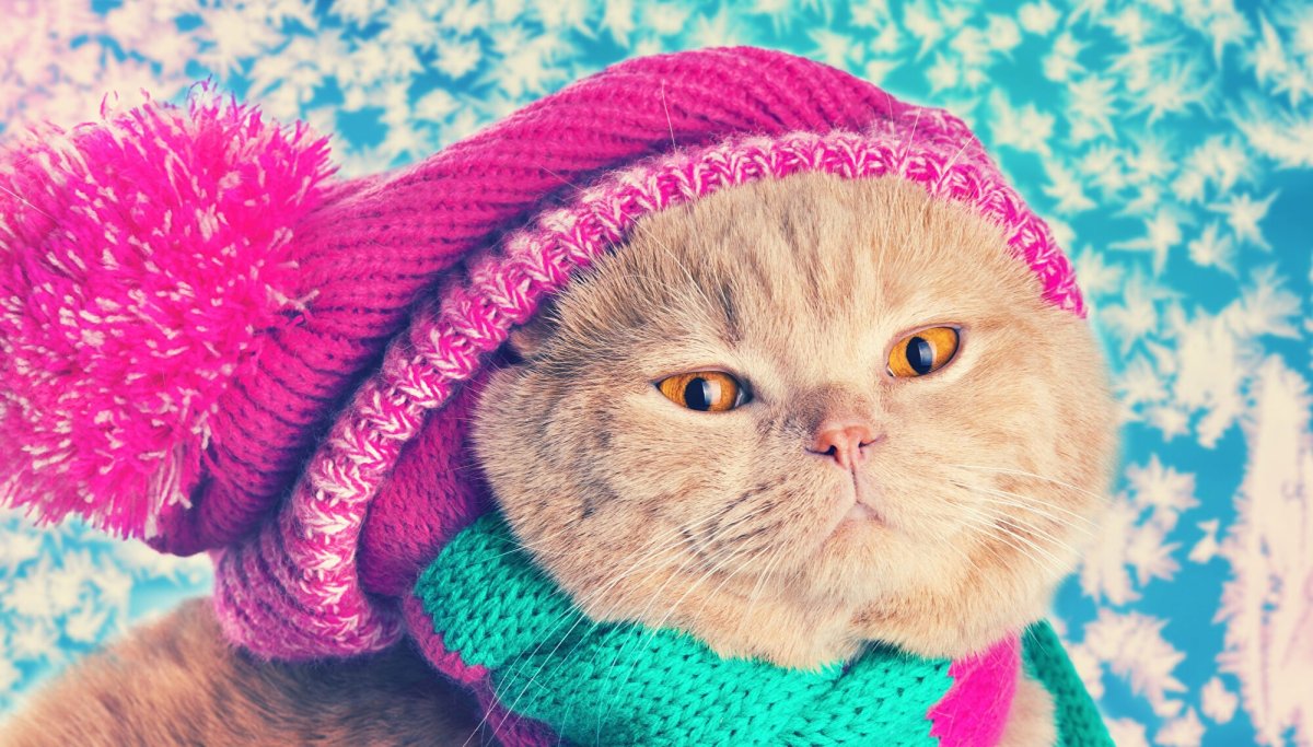 Ушан собака