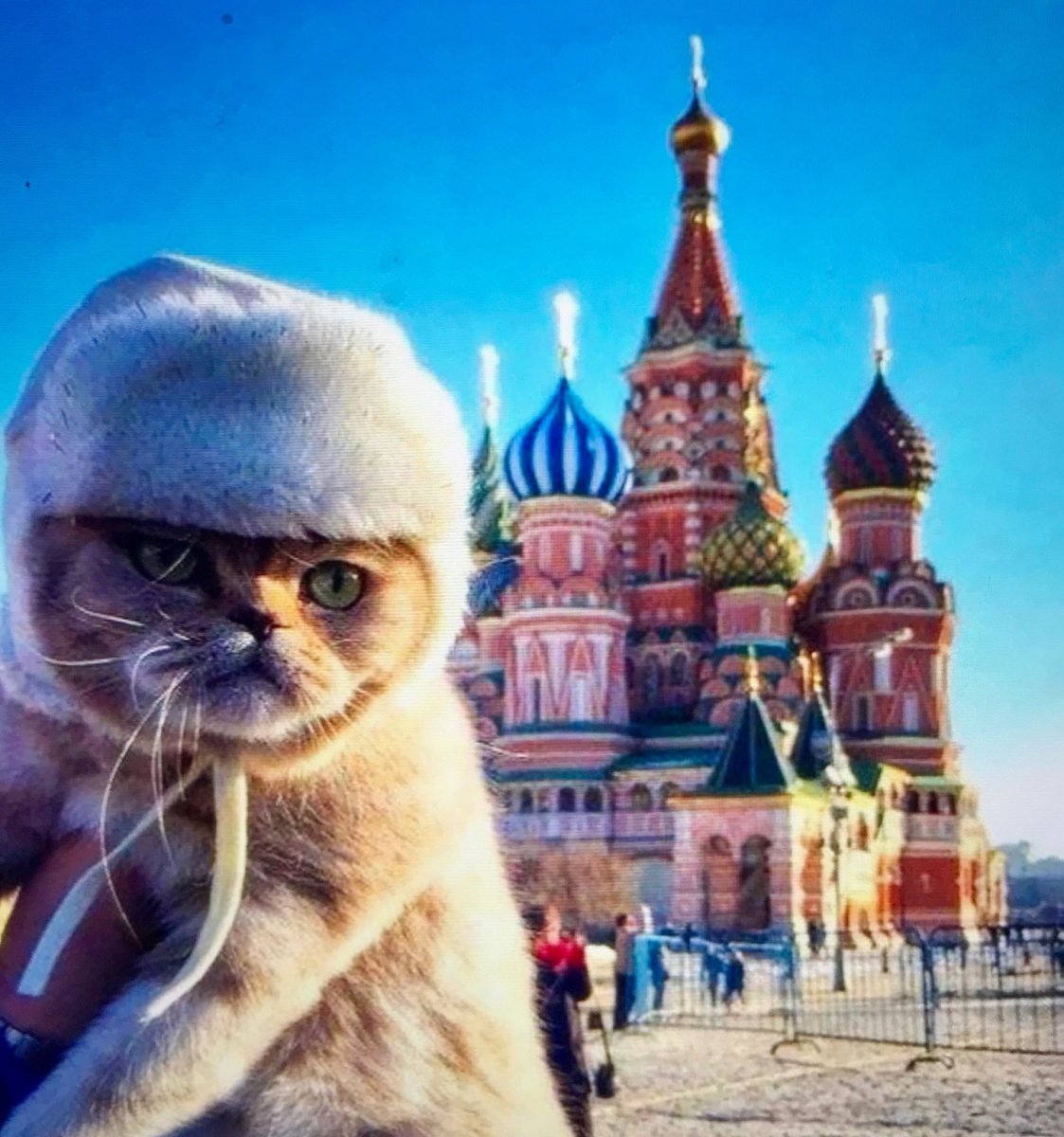 Кот в шапке ушанке