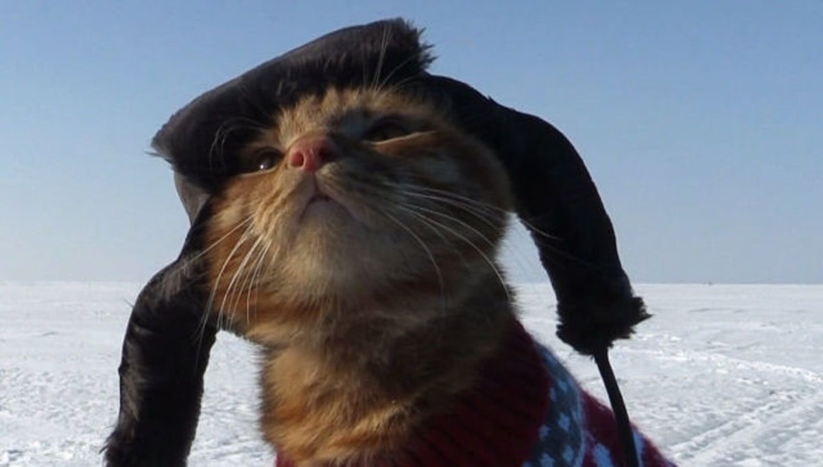 Кот с российским флагом