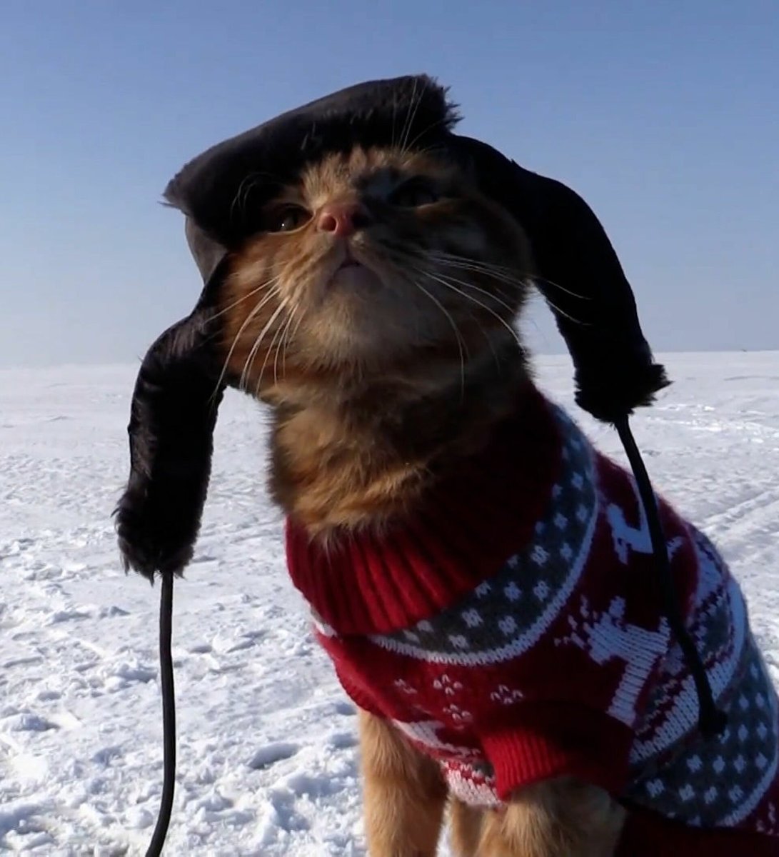 Щенок в шапке ушанке