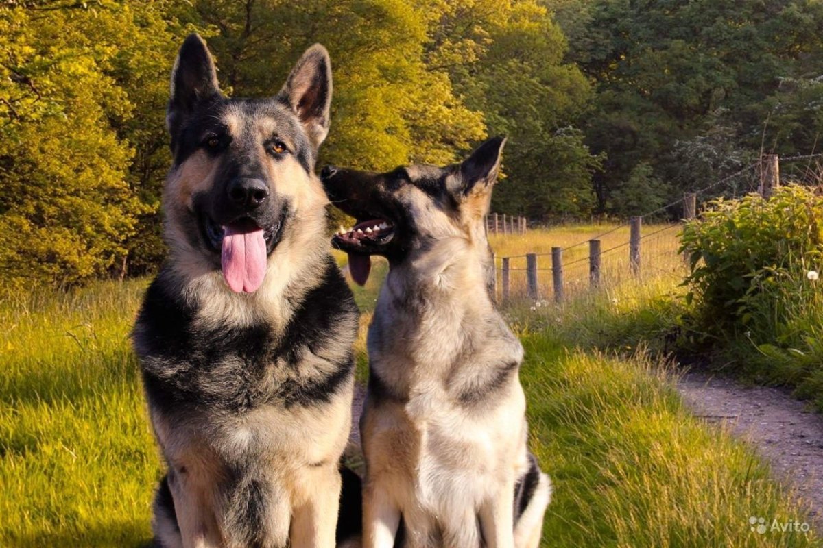 Восточноевропейская овчарка Симферополь