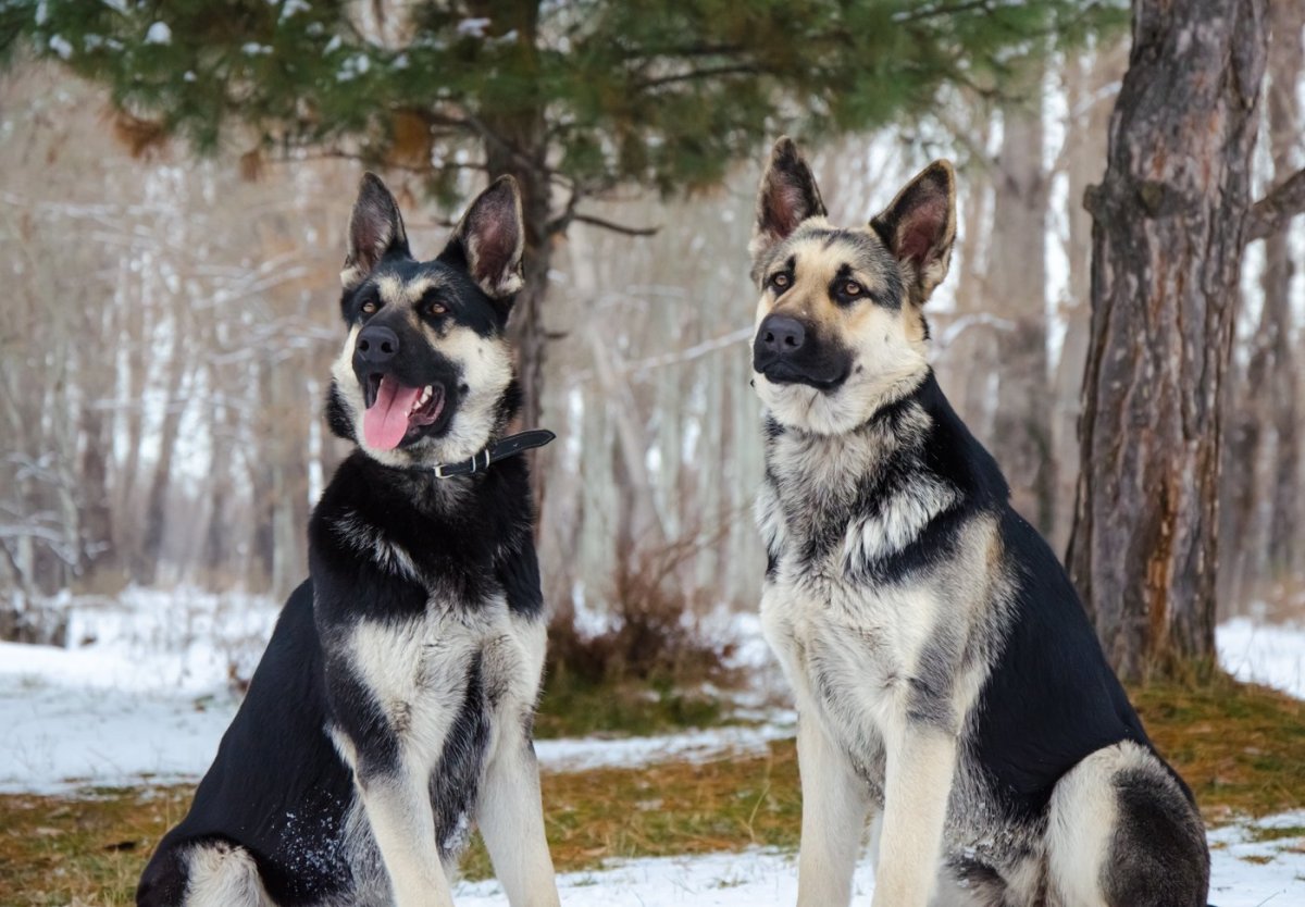 ВЕО овчарка