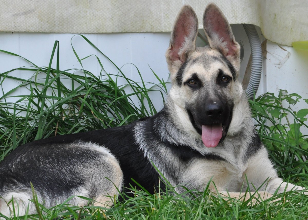 Восточно-европейская овчарка мама с щенками