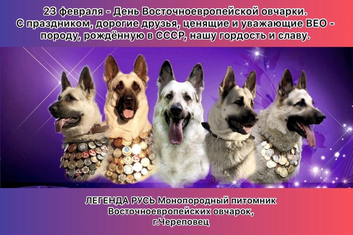 Восточная европейская овчарка с хаски