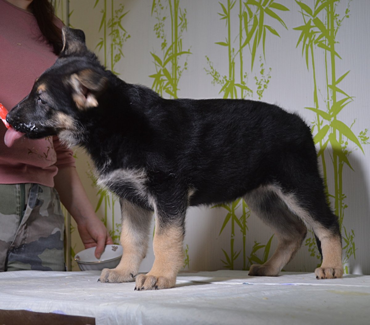 Щенок Восточно европейской овчарки 1 месяц