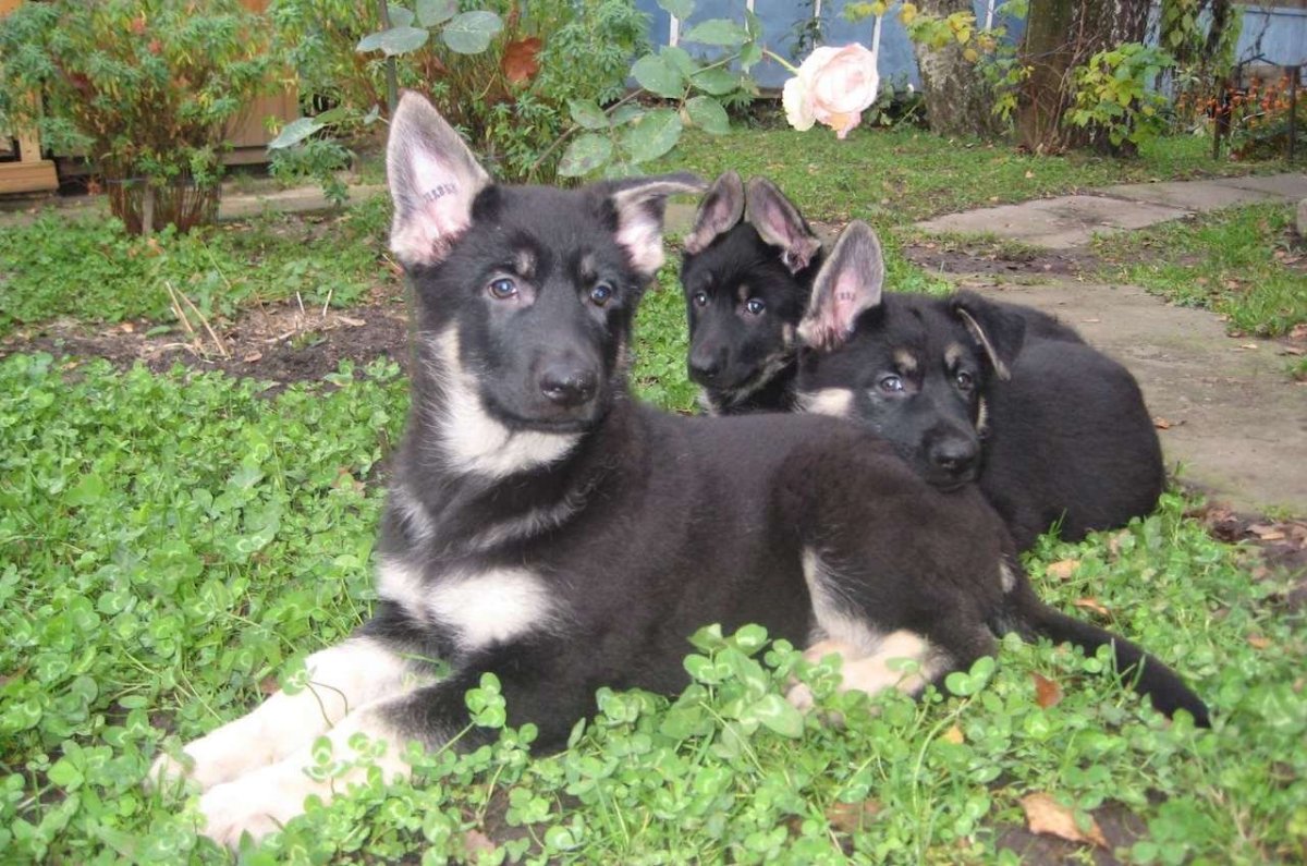 Сибирская овчарка щенок