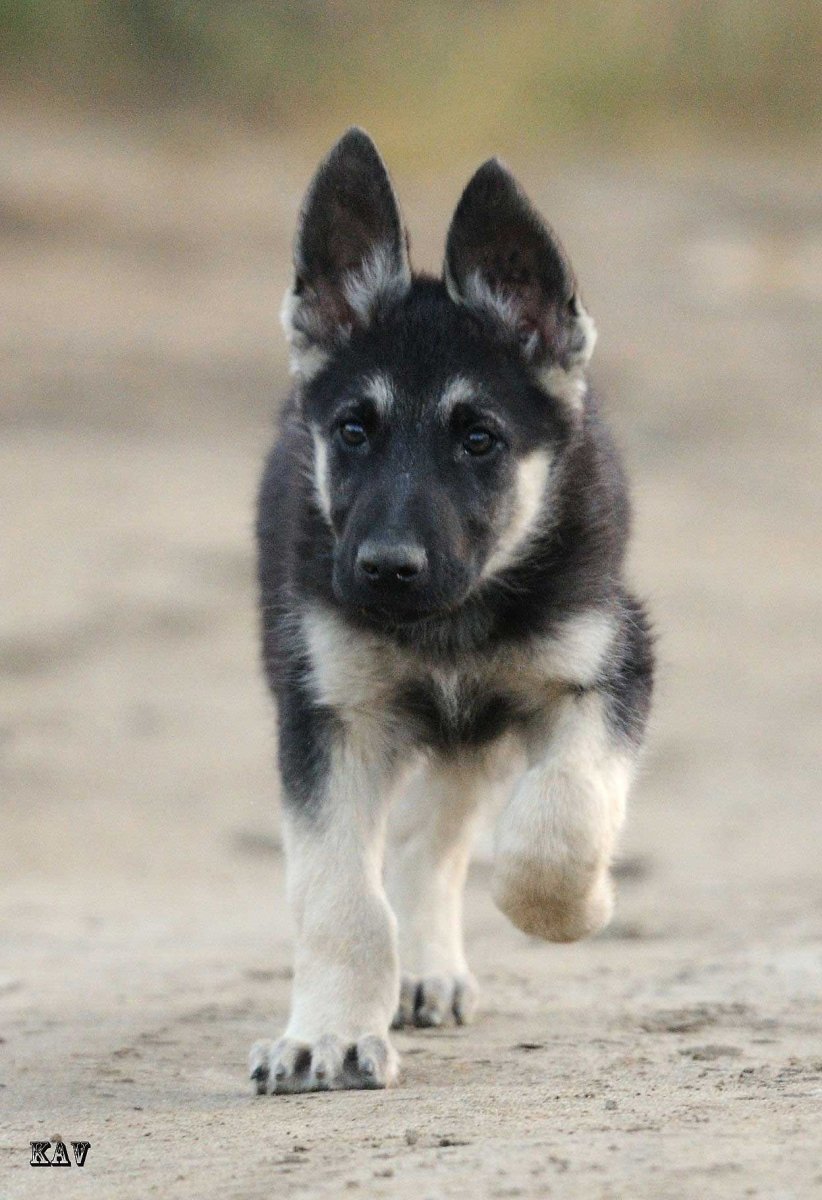 Питомник из Невского десанта овчарки