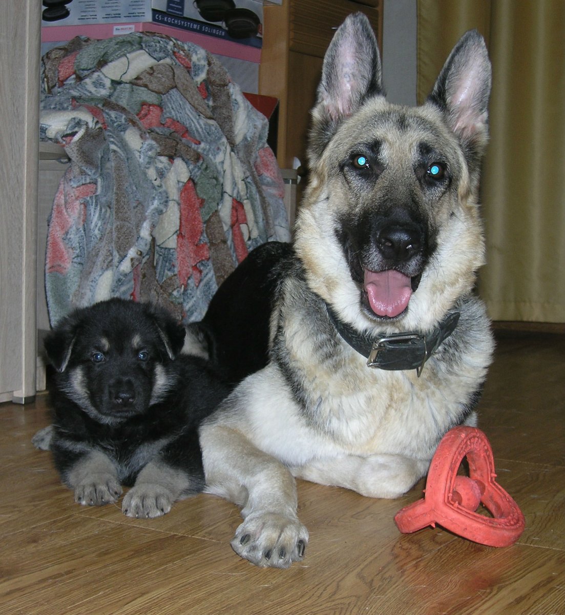 Домашняя Восточноевропейская овчарка