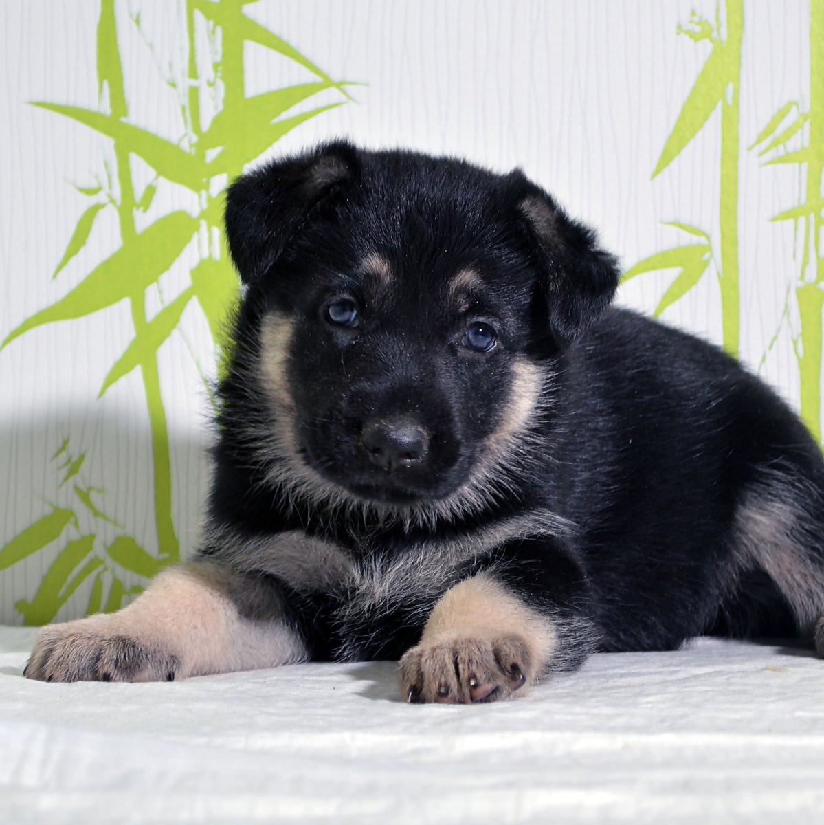 Лает европейская овчарка щенки