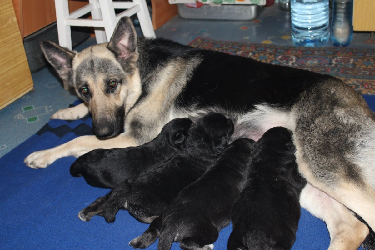 Восточно-европейская овчарка мама