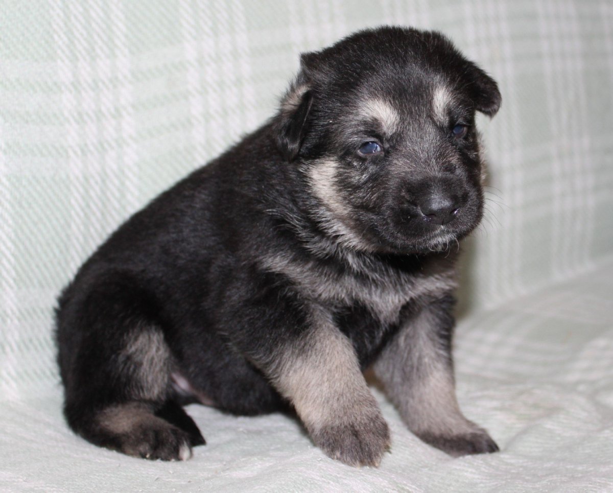 День Восточно европейской овчарки