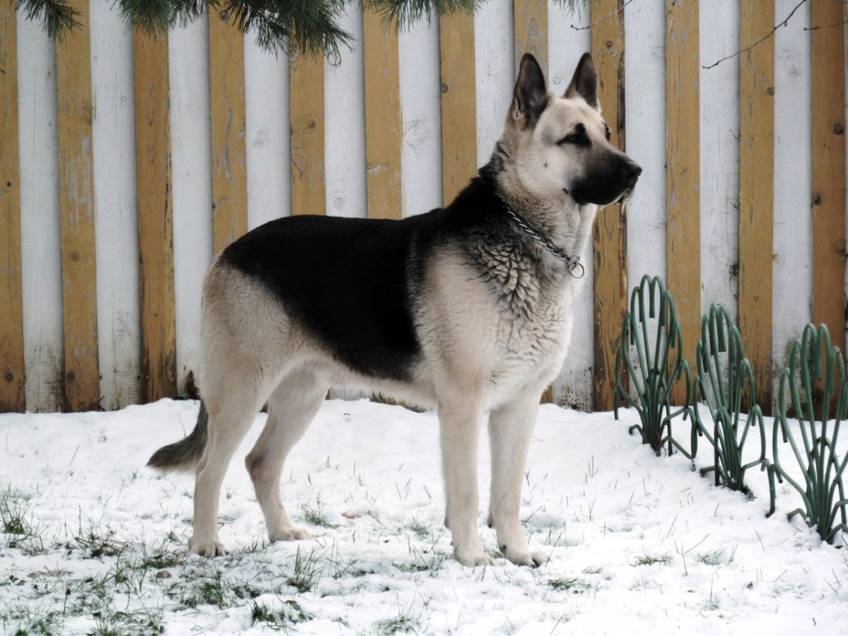 Щенок ВЕО 3 месяца