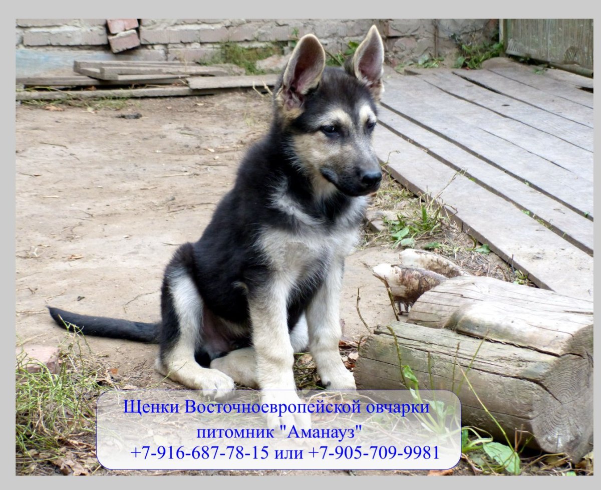 Передние лапы ВЕО