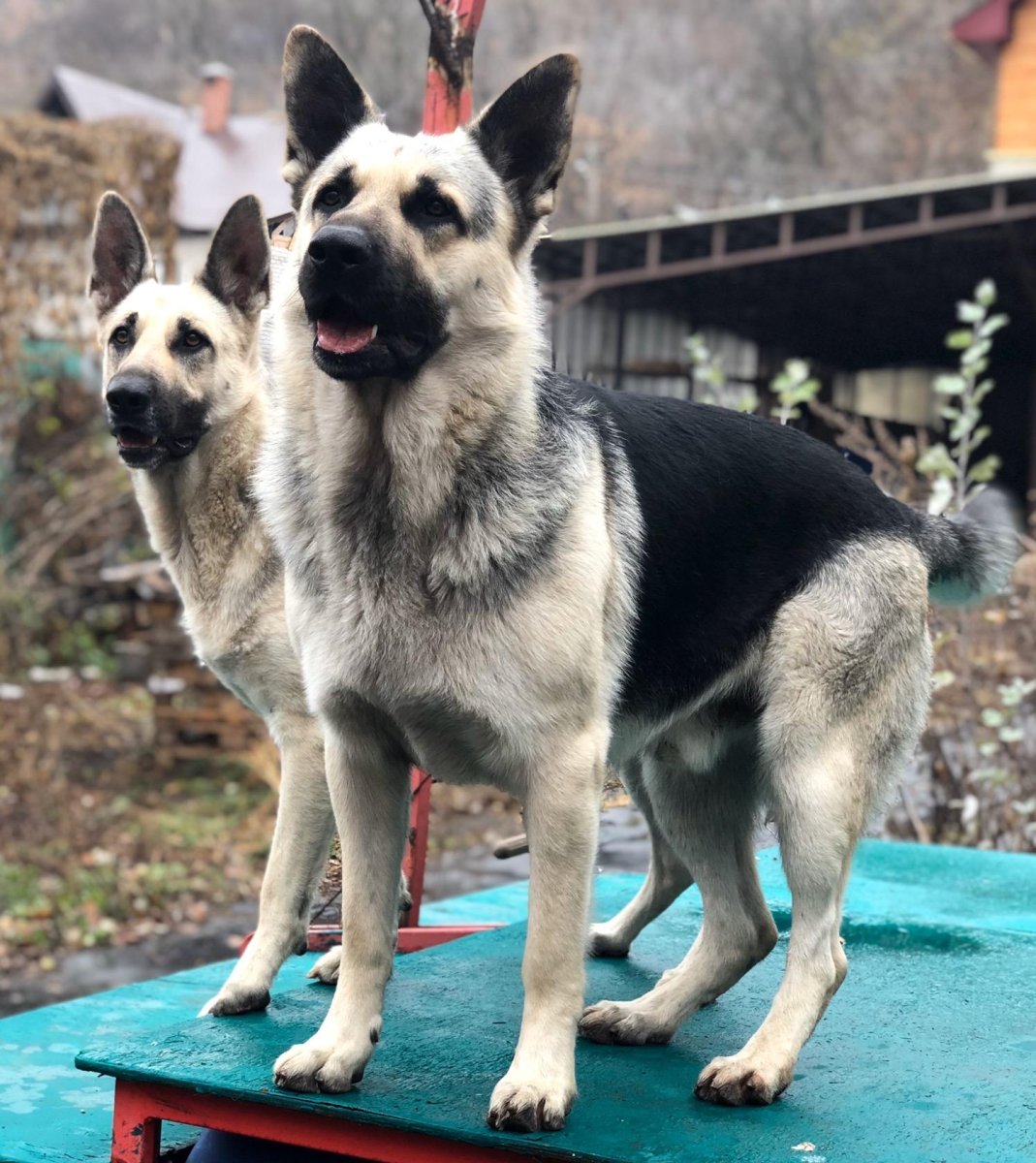 Волкодав овчарка Восточно европейская