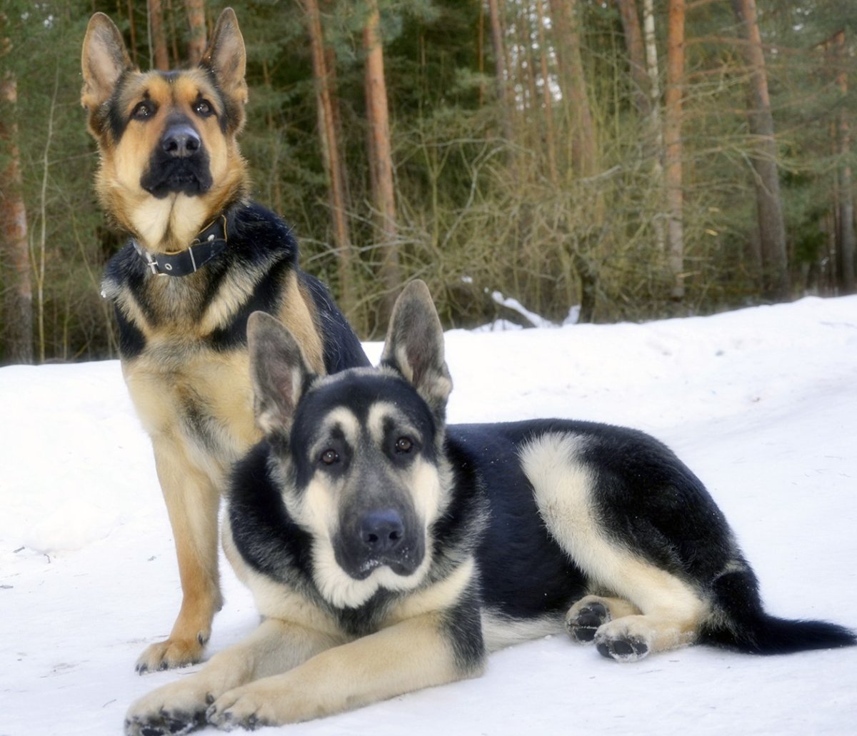 Щенки Восточно европейской овчарки