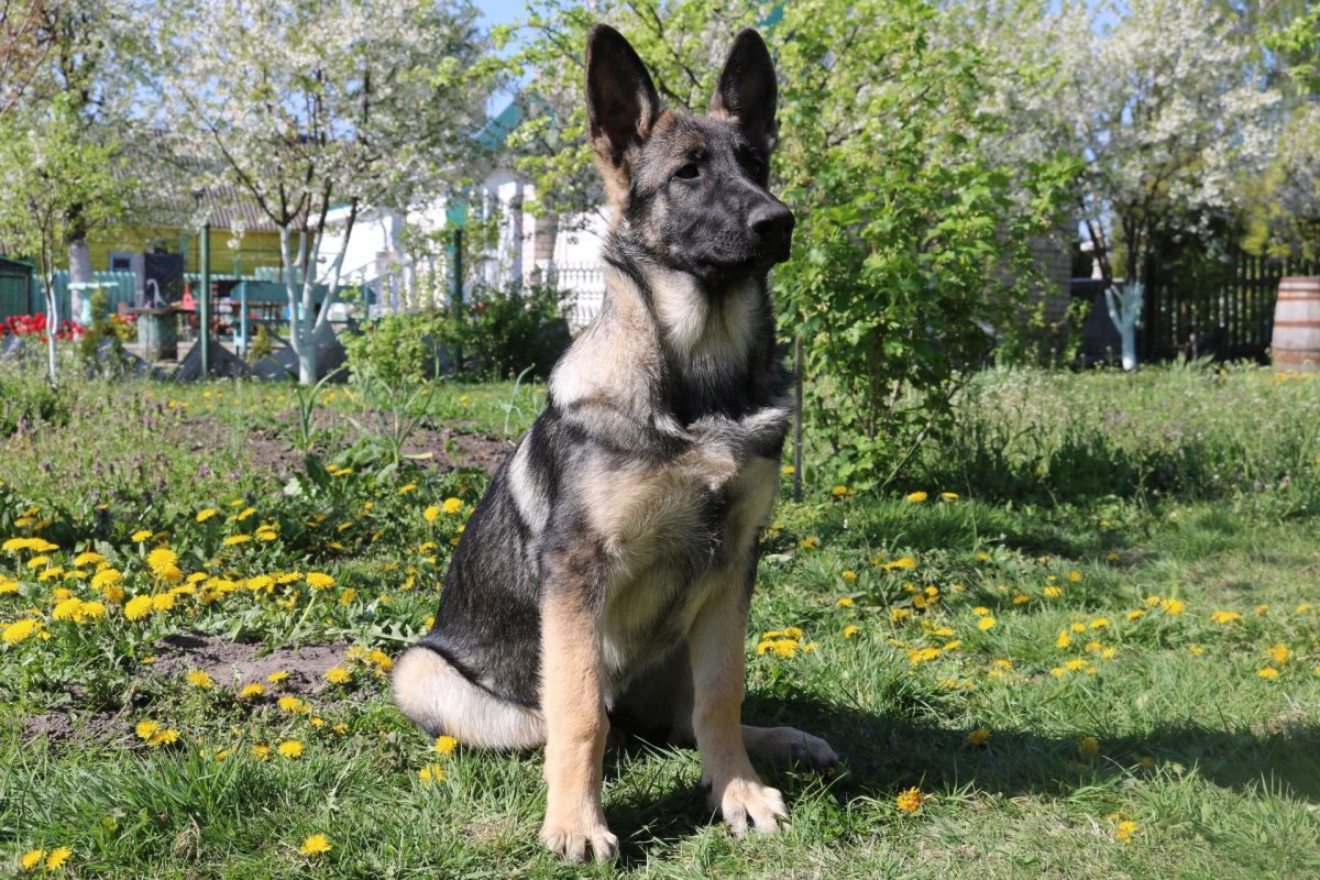 Восточно европейская овчарка питомник щенки