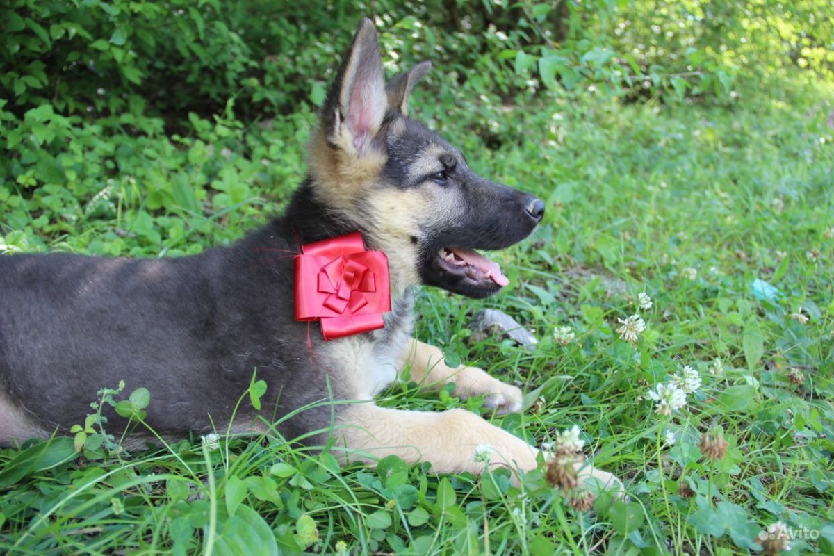 Восточно-европейская овчарка