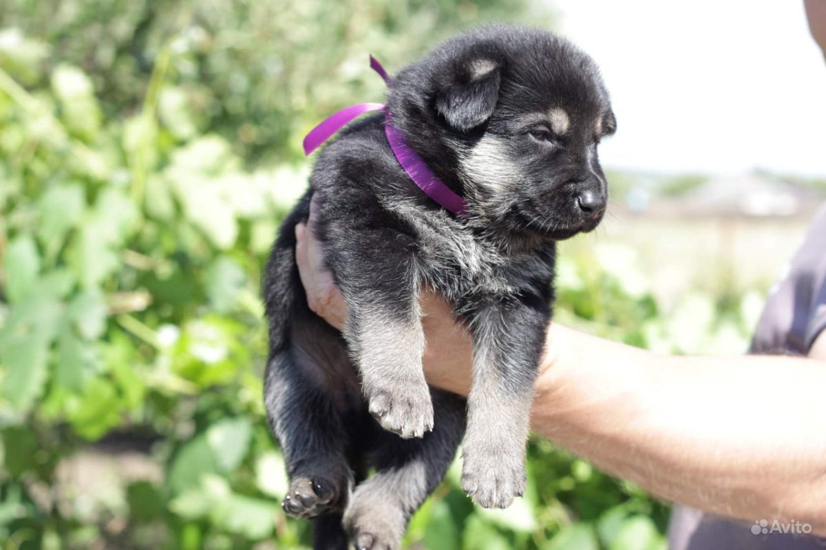 ВЕО купить щенка в Самаре