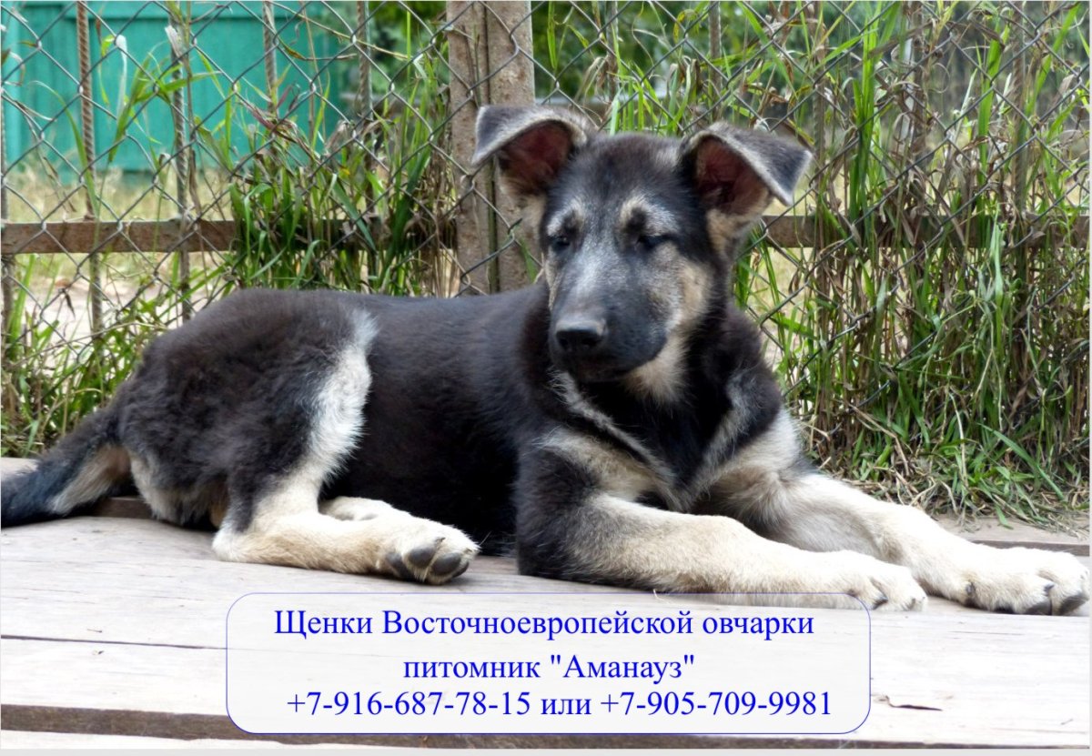 Восточно-европейская овчарка кутята