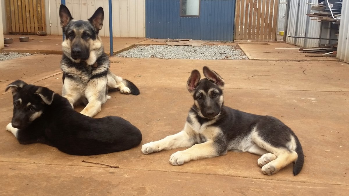 Щенок Восточно европейской овчарки 1