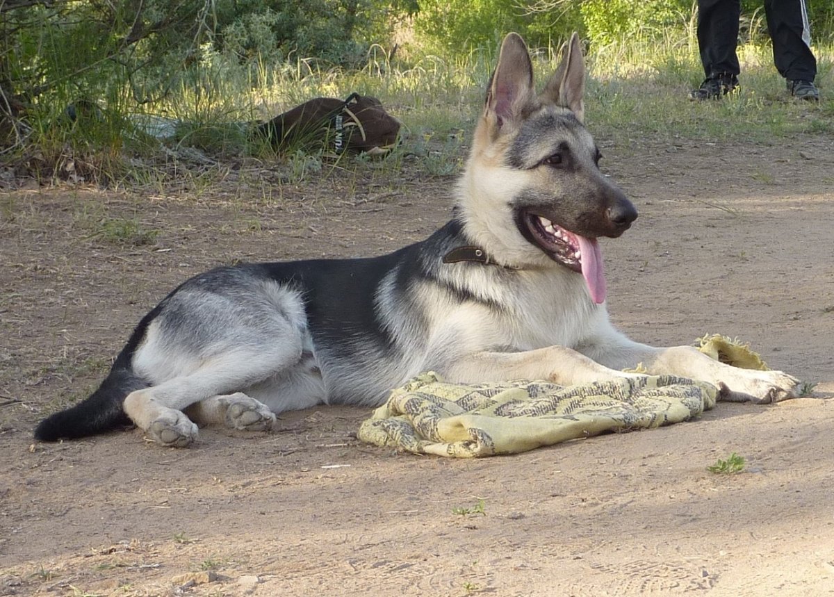 Восточноевропейская овчарка щенки