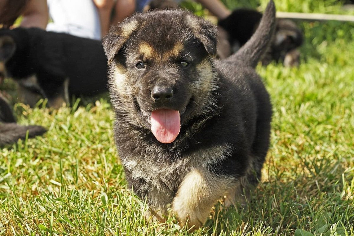 Щенки Восточно европейской овчарки